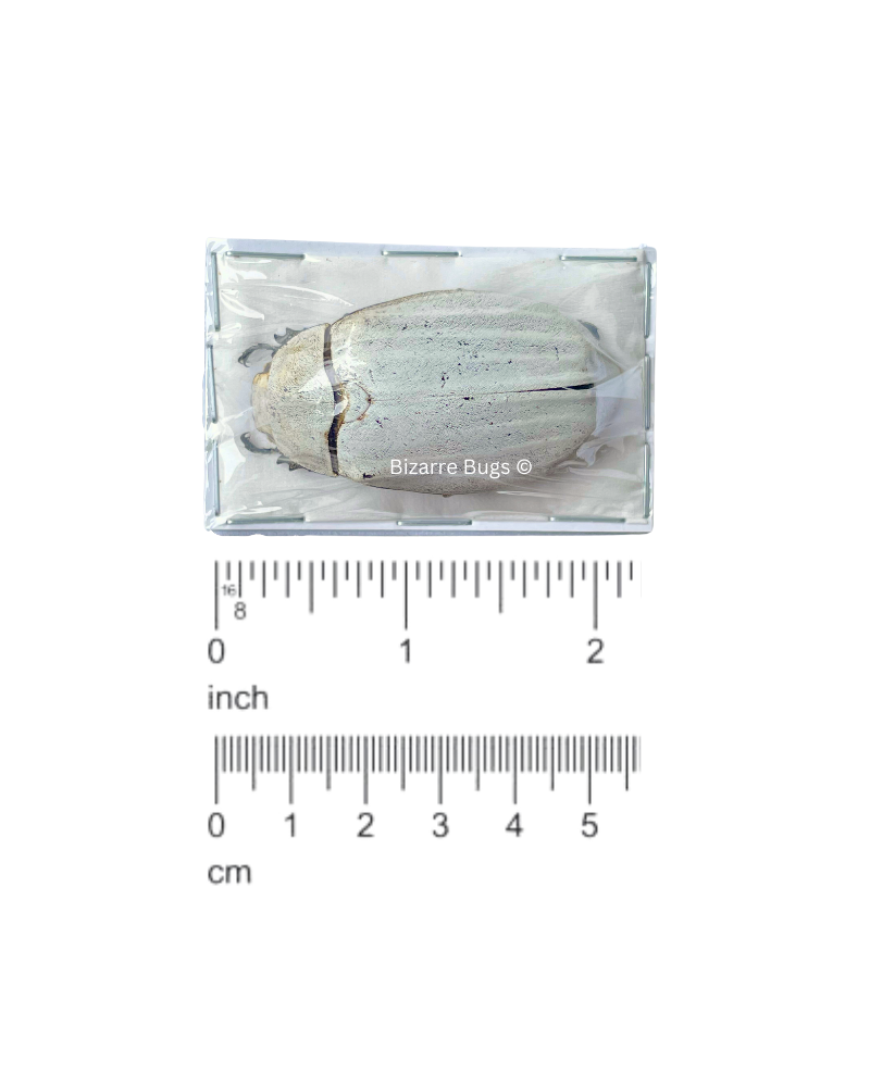 Sugarcane White Beetle Lepidiota stigma Real Insect Taxidermy