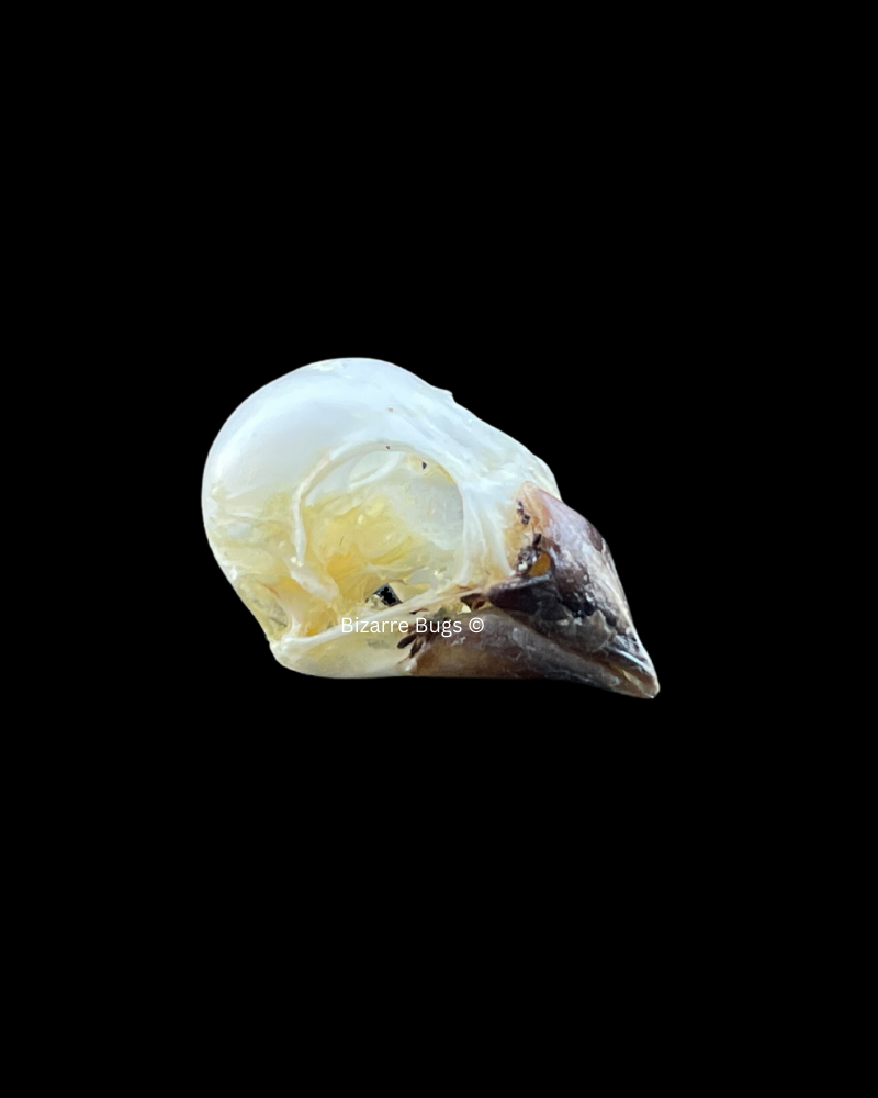 Javan Munia Bird Lonchura leucogastroides Skull Real Preserved Taxidermy Bones