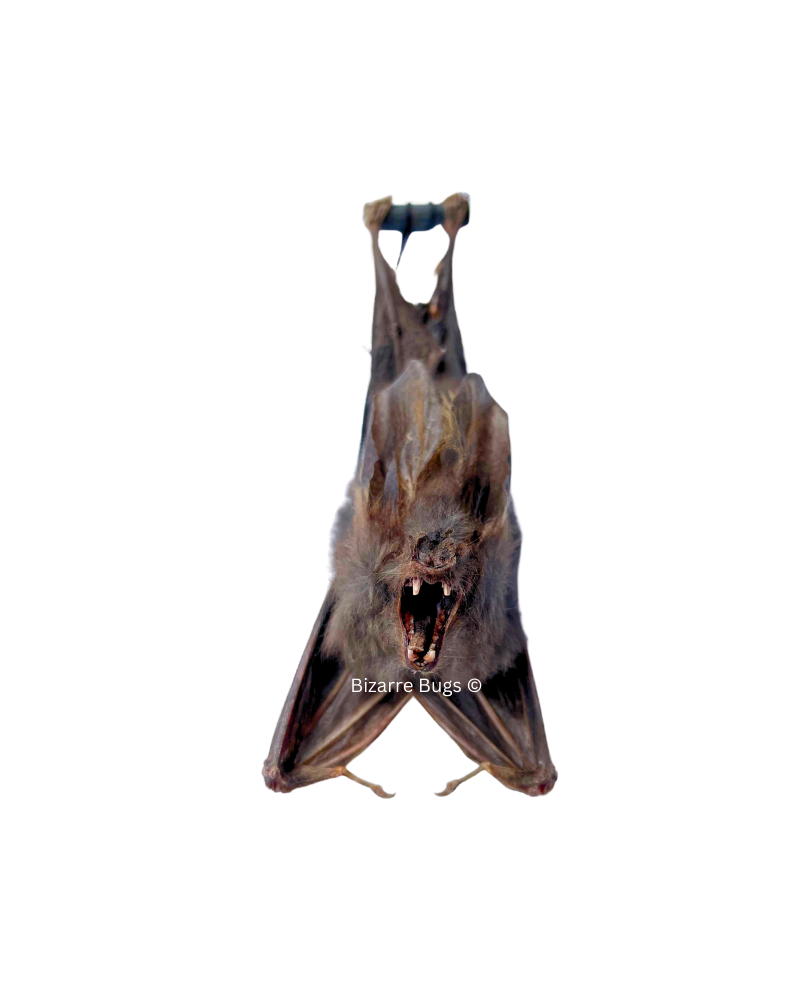 Lesser False Vampire Bat or Asian Ghost Bat Megaderma spasma Hanging Back Real Preserved Taxidermy Specimen