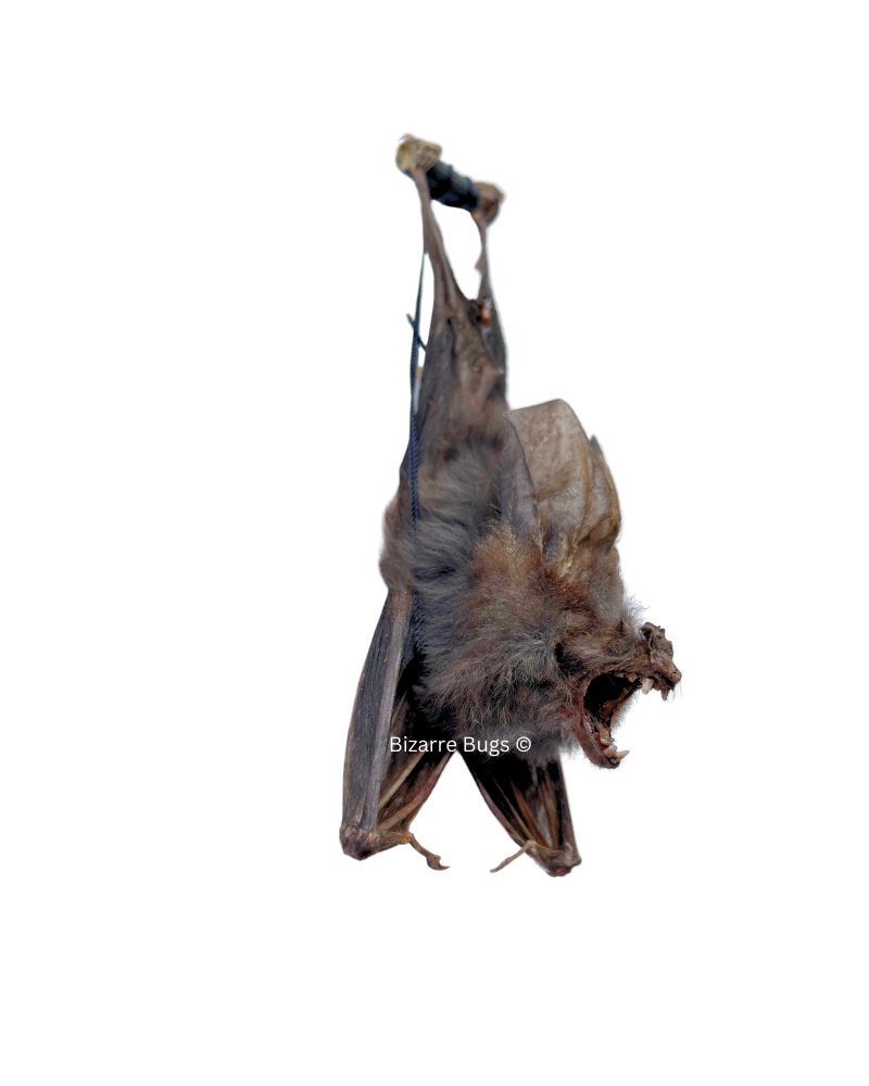 Lesser False Vampire Bat or Asian Ghost Bat Megaderma spasma Hanging Back Real Preserved Taxidermy Specimen