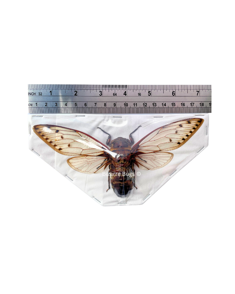 Giant Cicada Pomponia merula Spread Real Insect Taxidermy