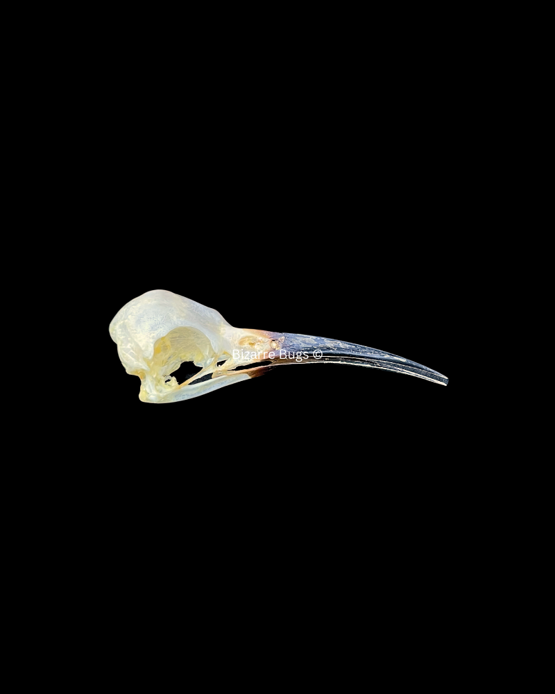 Blue-Tailed Bee-Eater Bird Merops philippinus javanicus Skull Real Preserved Taxidermy Bones Skeleton