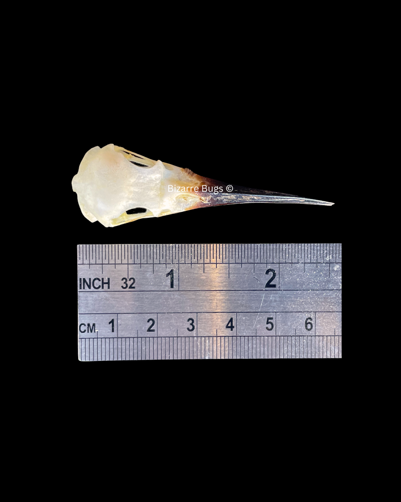 Blue-Tailed Bee-Eater Bird Merops philippinus javanicus Skull Real Preserved Taxidermy Bones Skeleton