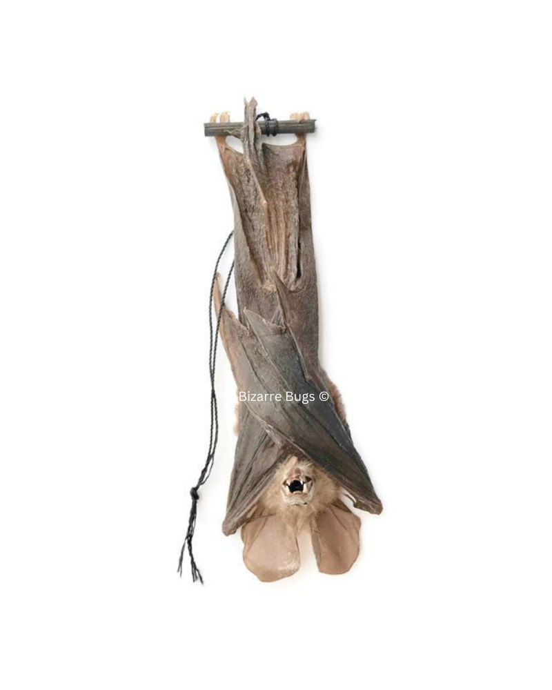 Javan Slit-Faced Bat Nycteris javanica Hanging Real Preserved Taxidermy