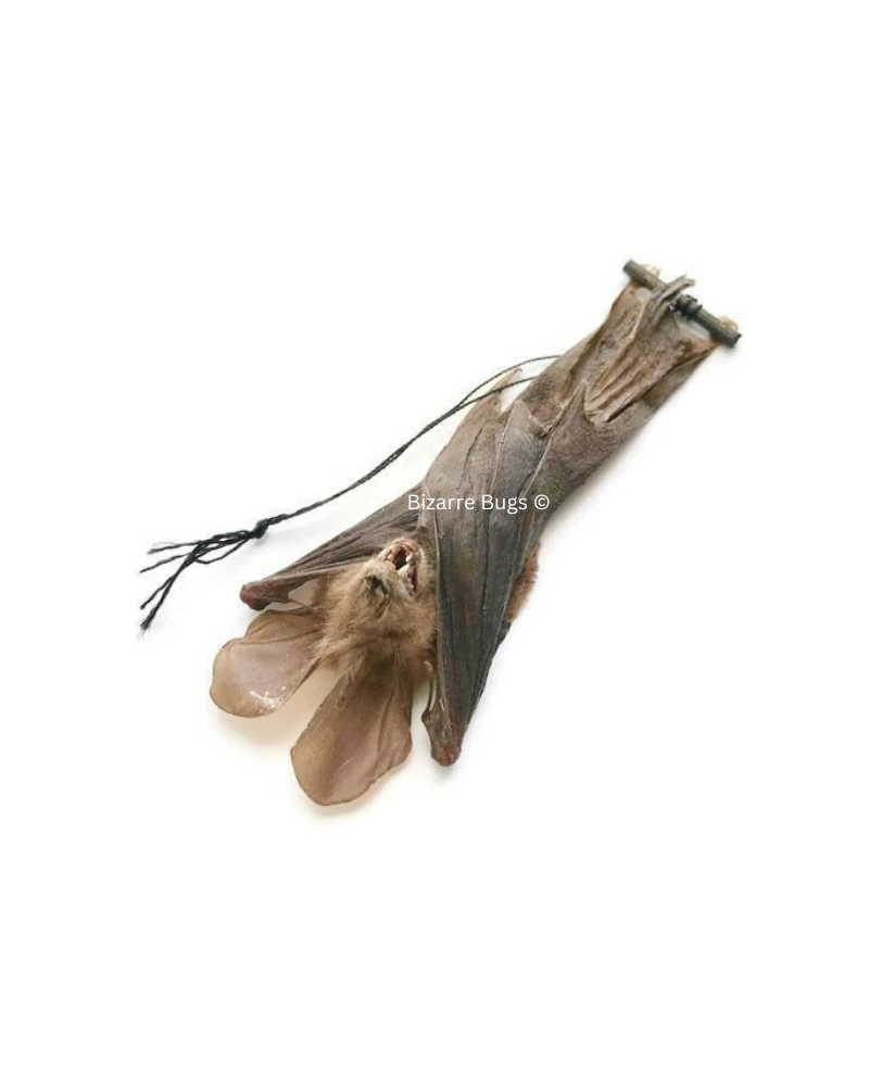 Javan Slit-Faced Bat Nycteris javanica Hanging Real Preserved Taxidermy