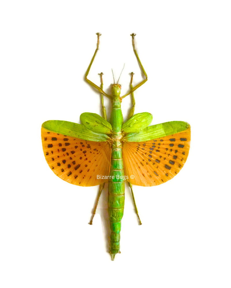 Giant Winged Walking Stick Insect Paracyphocrania major Spread Female Real Taxidermy