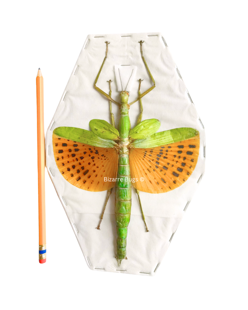 Giant Winged Walking Stick Insect Paracyphocrania major Spread Female Real Taxidermy