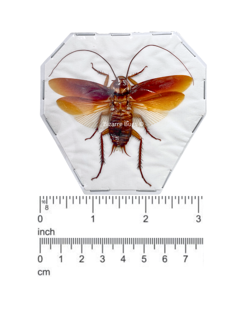 Cockroach Roach Flying Real Insect Taxidermy Funny Prank Gag Gift for Adults