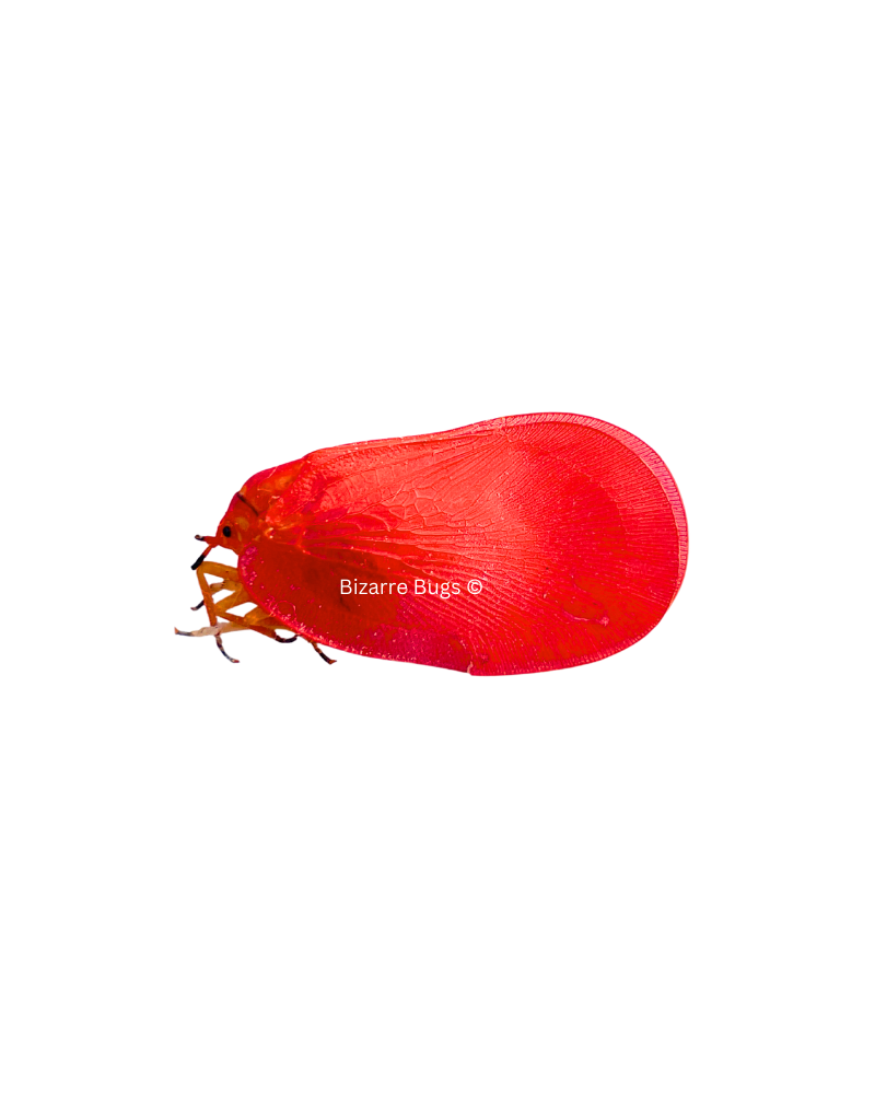 Flatid Leaf Bug Phromnia rosea Real Insect Taxidermy