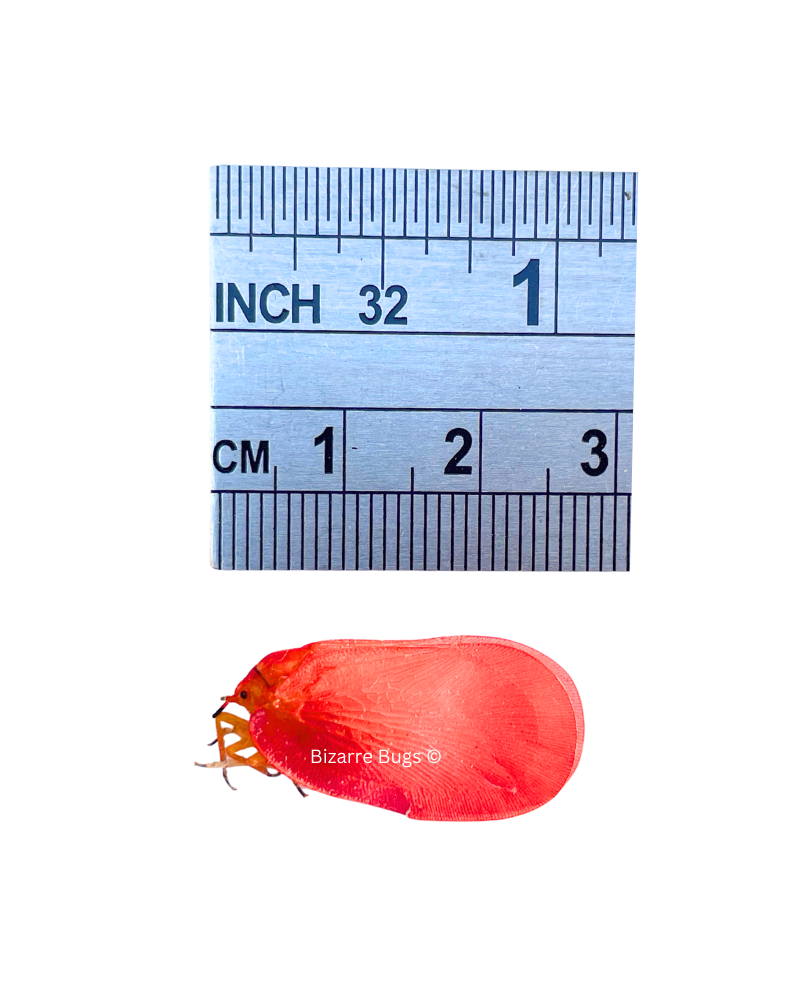 Flatid Leaf Bug Phromnia rosea Real Insect Taxidermy