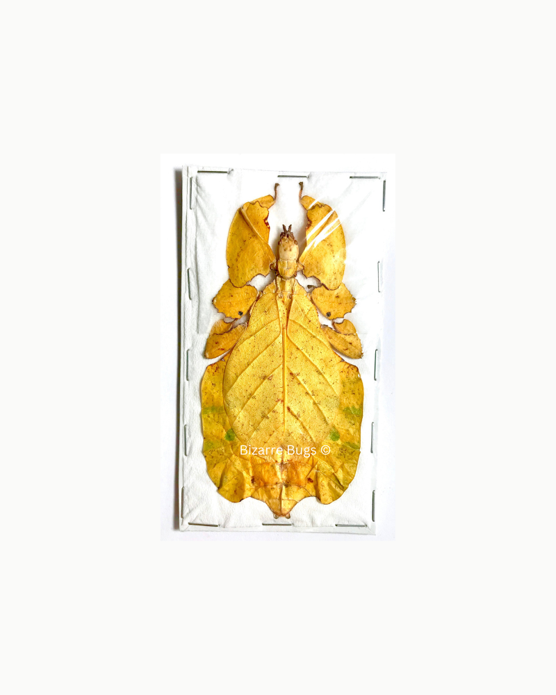 Leaf Insect Phyllium bioculatum pulchrifolium Yellow Female Real Insect Taxidermy