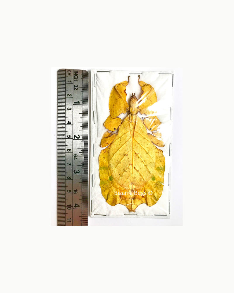 Leaf Insect Phyllium bioculatum pulchrifolium Yellow Female Real Insect Taxidermy