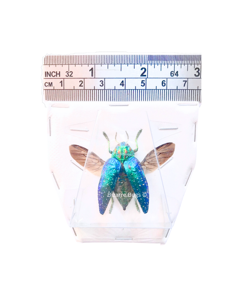 Jewel Beetle Polybothris sumptuosa gema Spread Real Insect Taxidermy