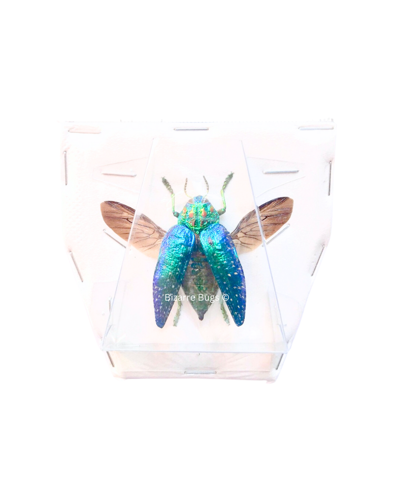 Jewel Beetle Polybothris sumptuosa gema Spread Real Insect Taxidermy