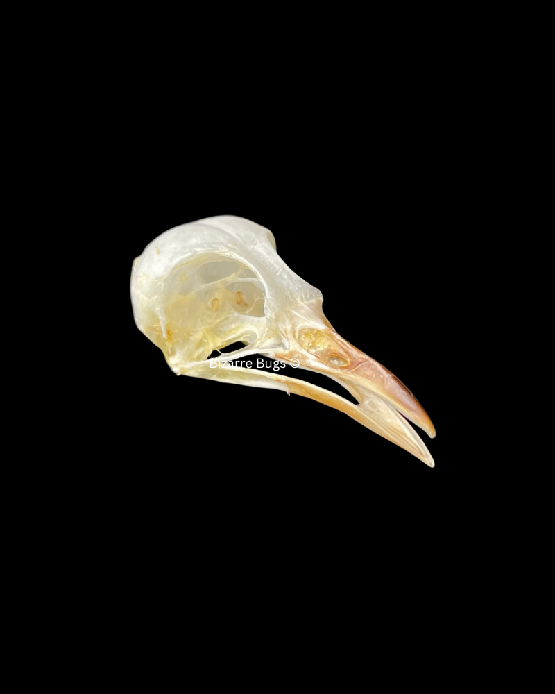 White-Browed Wren-Warbler Bird Prinia inornata Skull Real Preserved Taxidermy