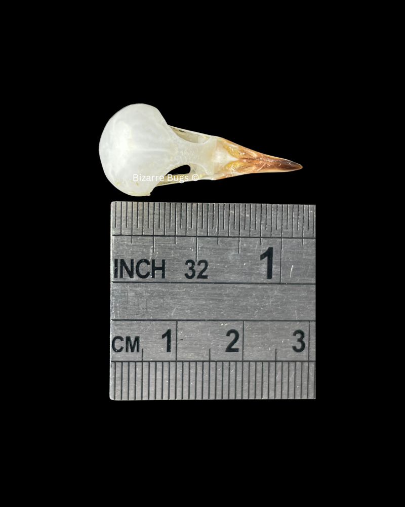 White-Browed Wren-Warbler Bird Prinia inornata Skull Real Preserved Taxidermy