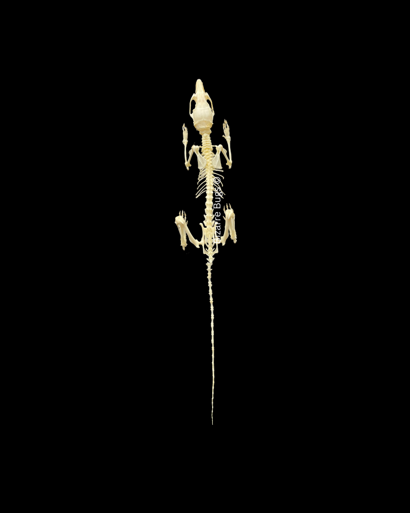 Ricefield Rat Rattus argentiventer Skeleton Real Preserved Taxidermy
