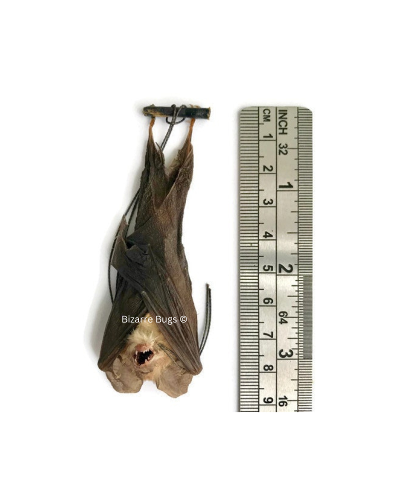 Blyth's Horseshoe Bat Rhinolophus lepidus Hanging Real Preserved Taxidermy