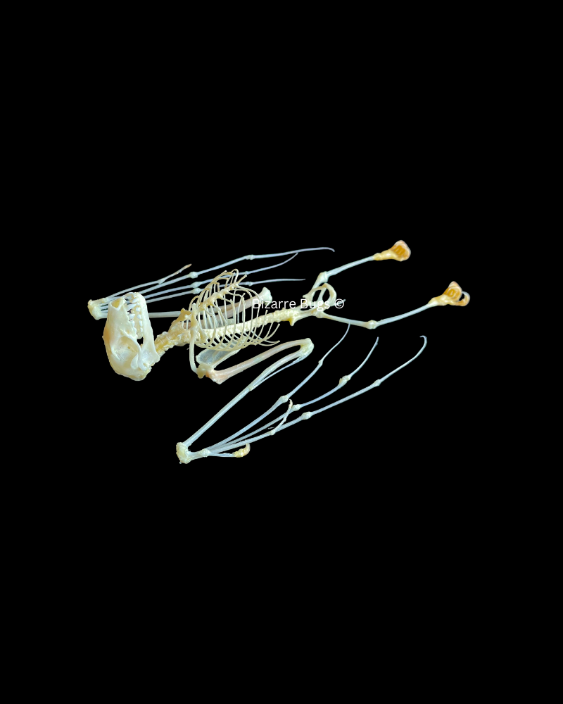 Leschenault's Rousette Fruit Bat Rousettus leschenaulti Half Spread Skeleton Real Preserved Taxidermy
