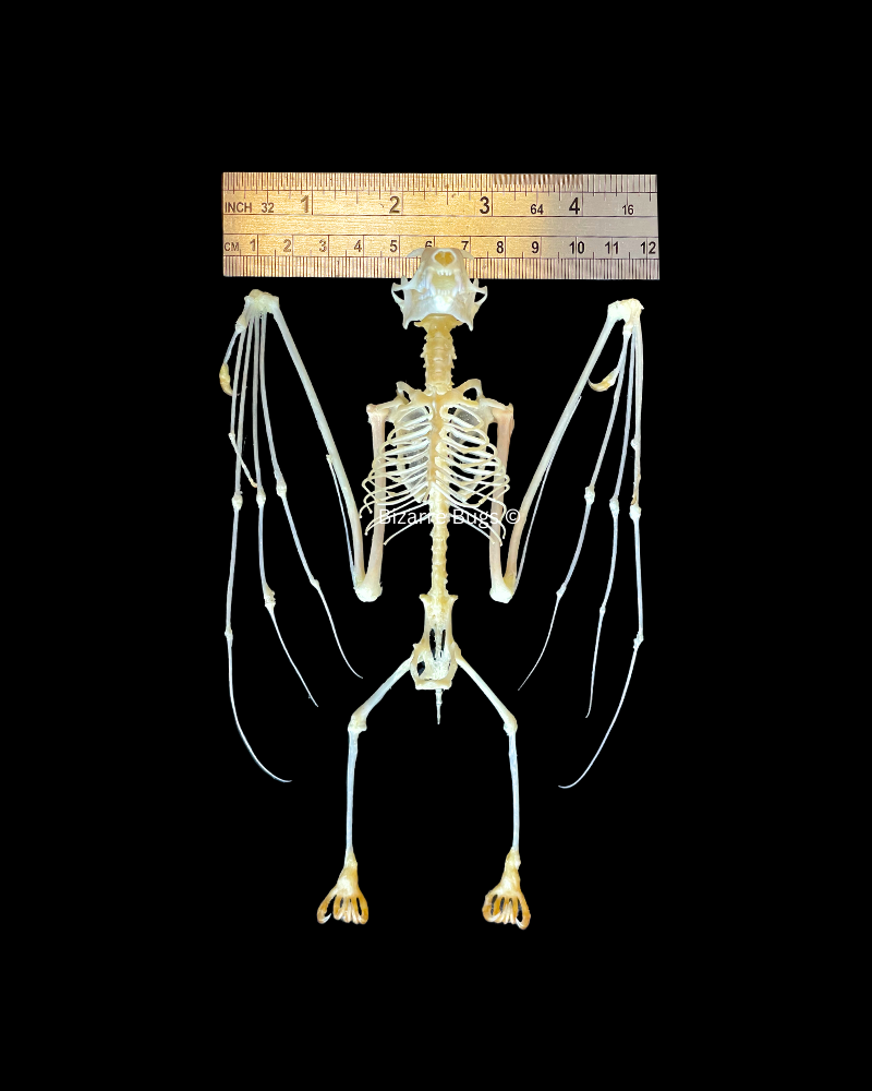 Leschenault's Rousette Fruit Bat Rousettus leschenaulti Half Spread Skeleton Real Preserved Taxidermy