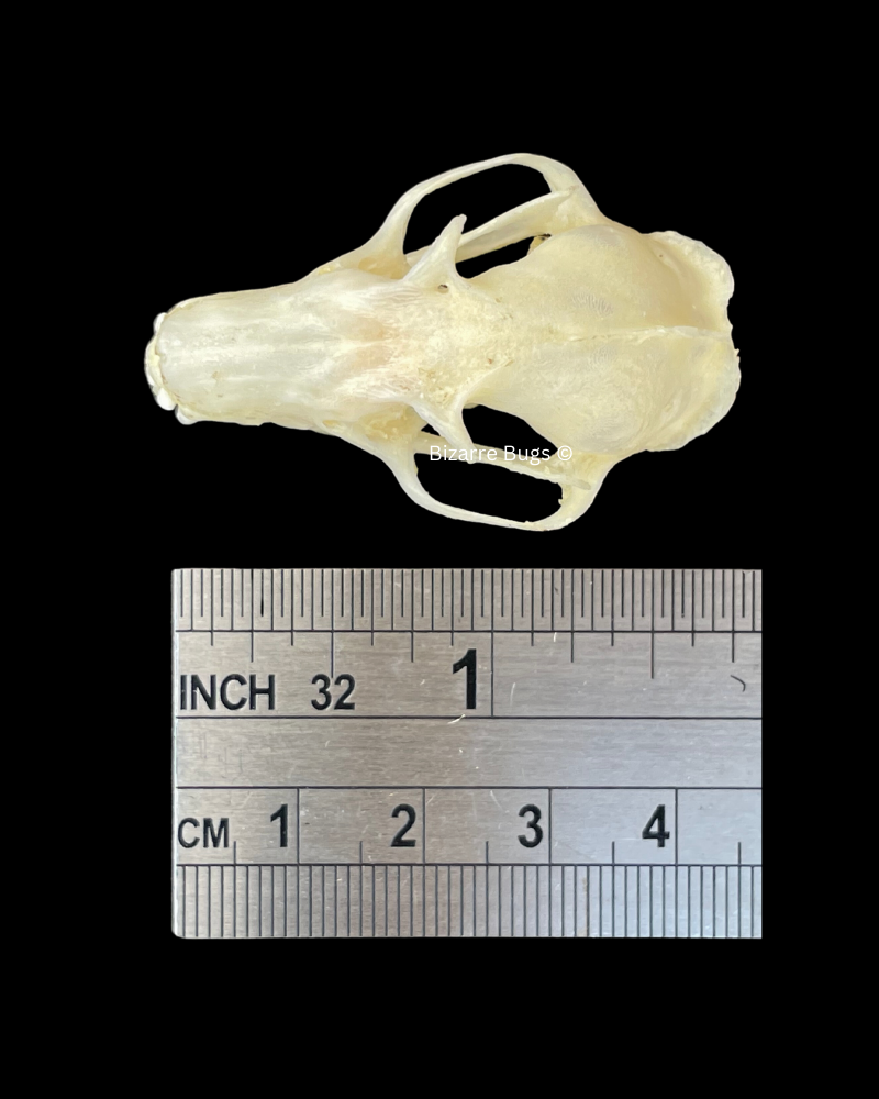 Leschenault's Rousette Fruit Bat Rousettus leschenaulti Skull Real Preserved Taxidermy