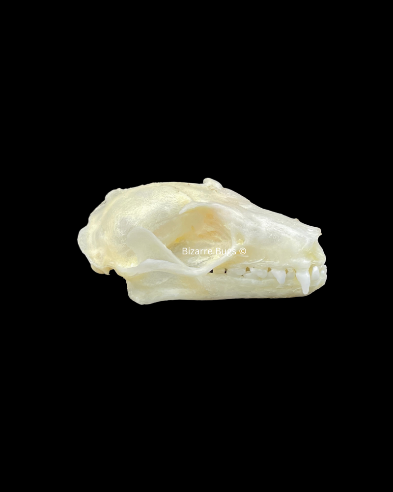 Leschenault's Rousette Fruit Bat Rousettus leschenaulti Skull Real Preserved Taxidermy