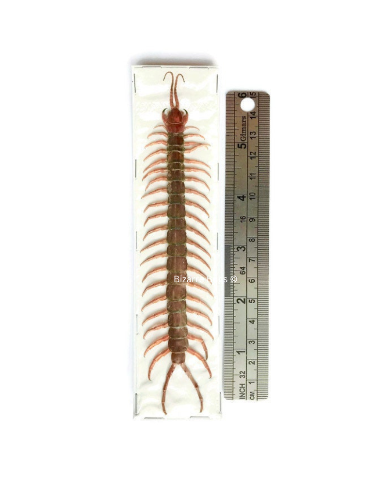 Red-Headed Centipede Scolopendra morsitans Real Preserved Taxidermy