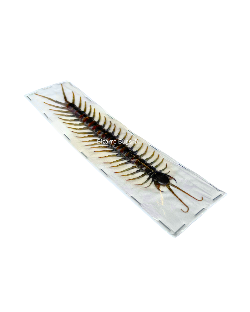 Tanzanian Blue Ringleg Centipede Scolopendra subspinipes piceoflava Real Preserved Taxidermy