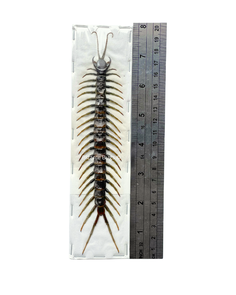 Tanzanian Blue Ringleg Centipede Scolopendra subspinipes piceoflava Real Preserved Taxidermy