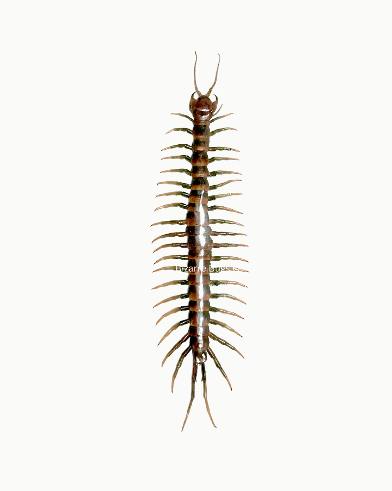 Tanzanian Blue Ringleg Centipede Scolopendra subspinipes piceoflava Real Preserved Taxidermy