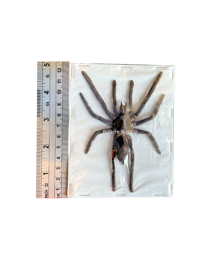 Java Yellow Kneed Tarantula Spider Selenocosmia javanensis Spread Real Preserved Taxidermy