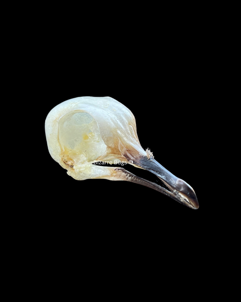 Spotted Dove Spilopelia chinensis Skull Real Preserved Taxidermy Bones
