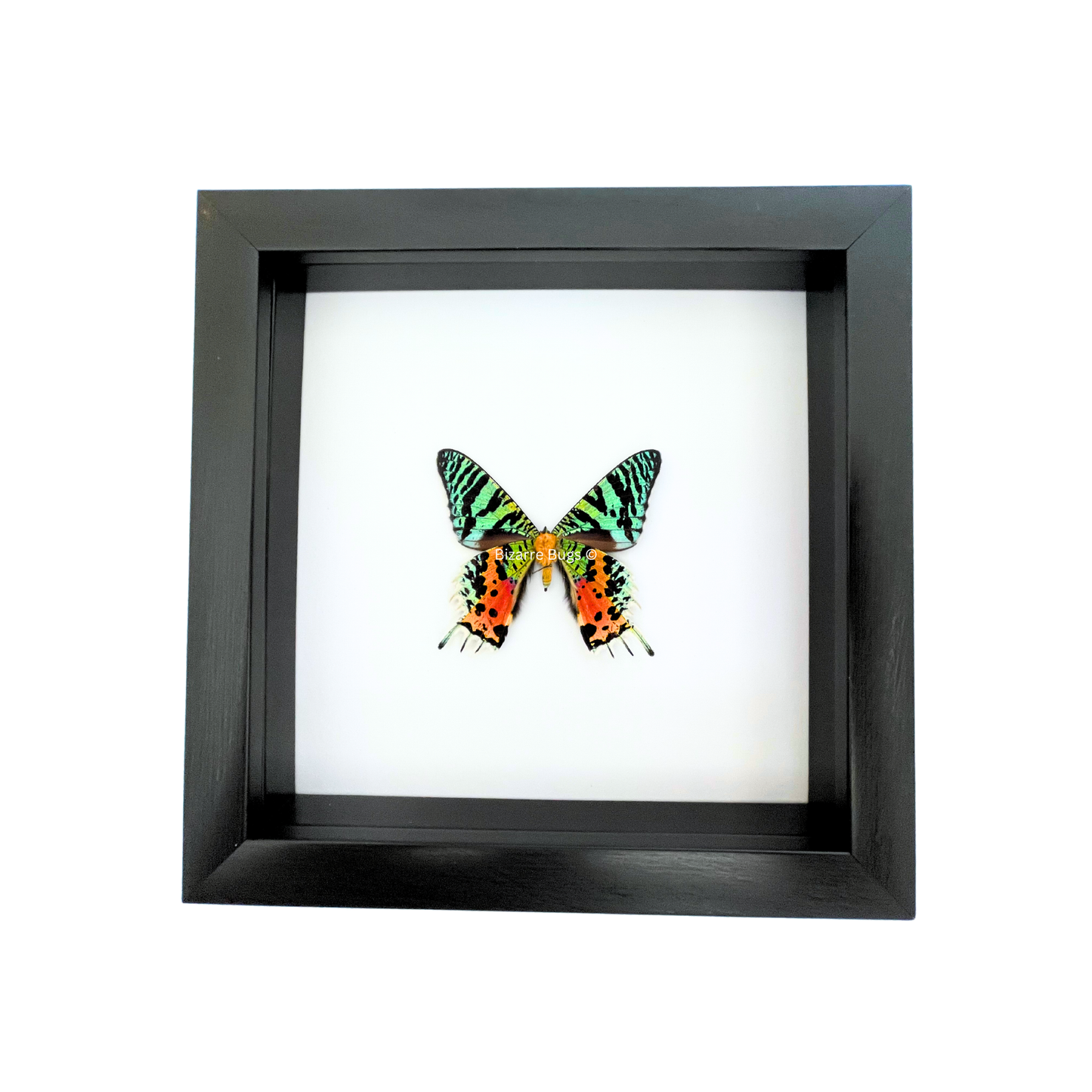Sunset Moth Urania ripheus Framed Spread Mounted Real Insect Taxidermy Underside