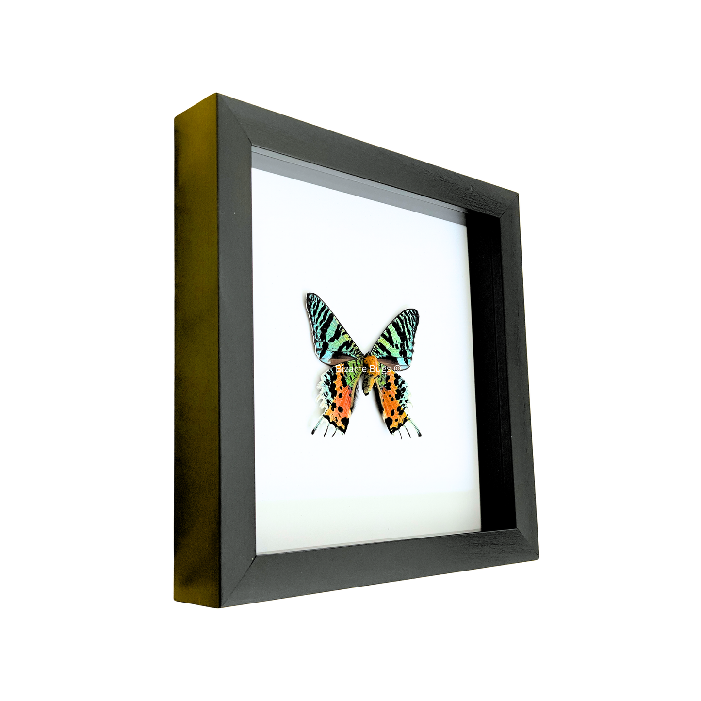Sunset Moth Urania ripheus Framed Spread Mounted Real Insect Taxidermy Underside