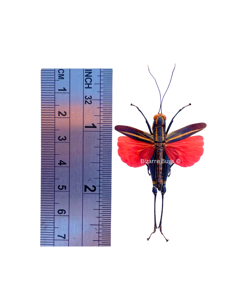 Red Orange Grasshopper Traulacris sp1 Spread Male Real Insect Taxidermy