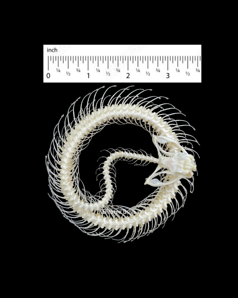 White-lipped Pit Viper Venomous Snake Trimeresurus albolabris Skeleton Coiled Real Preserved Taxidermy Bones