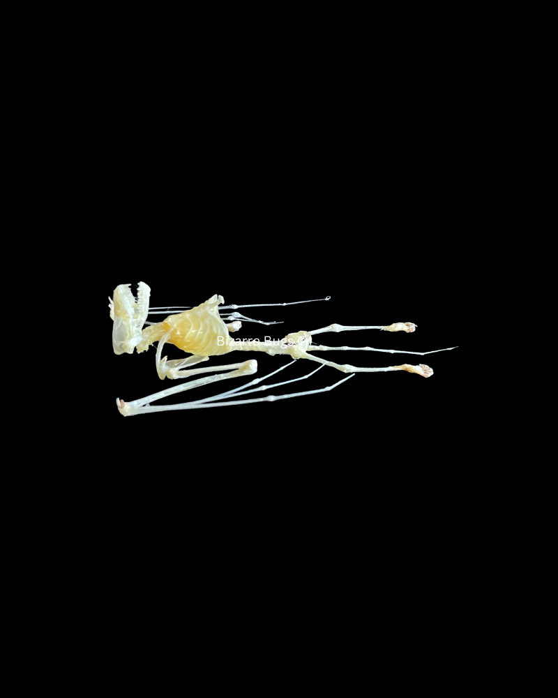 Lesser Bamboo or Lesser Flat-Headed Bat Tylonycteris pachypus Skeleton Half Spread Real Preserved Taxidermy