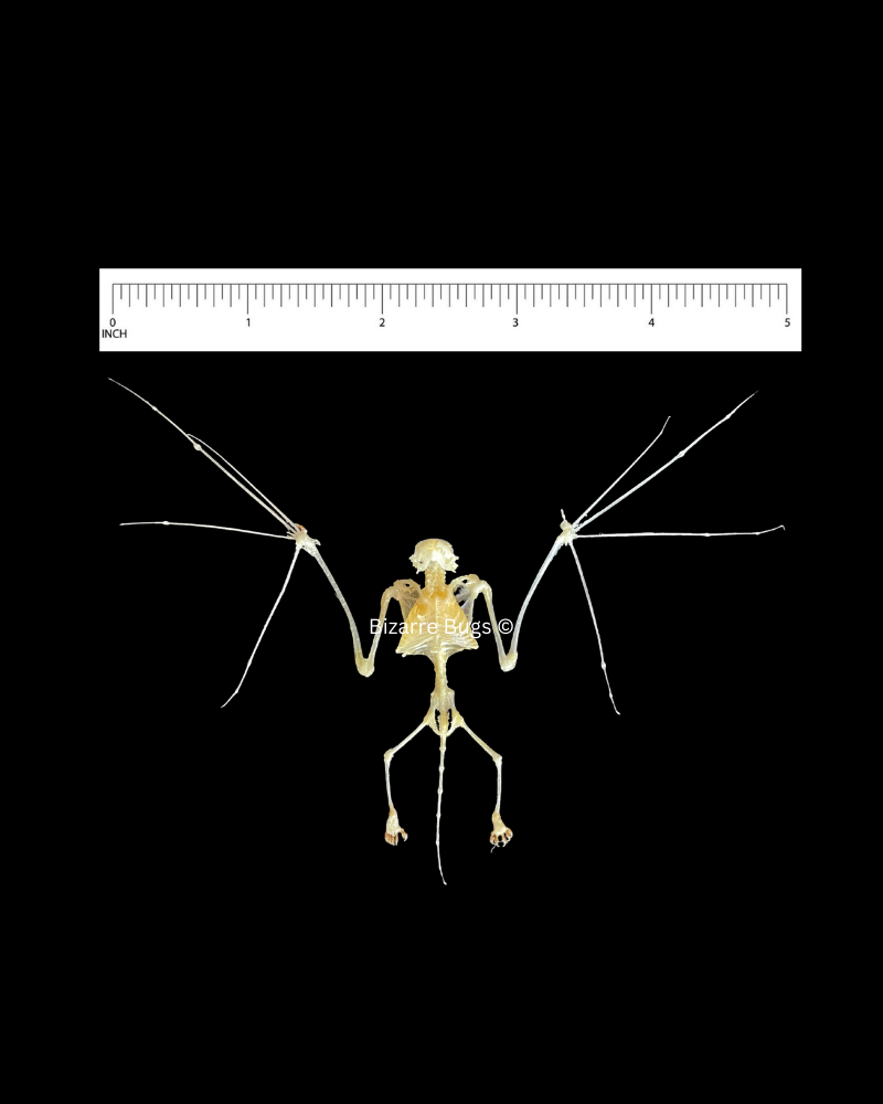Lesser Bamboo or Lesser Flat-Headed Bat Tylonycteris pachypus Skeleton Spread Real Preserved Taxidermy
