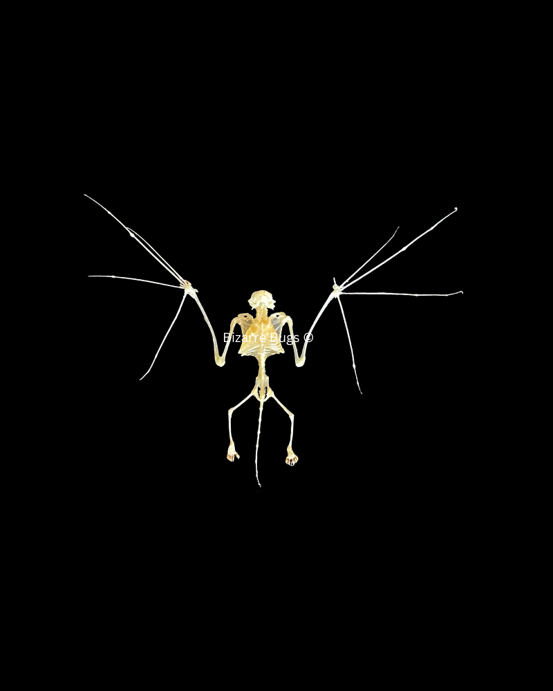 Lesser Bamboo or Lesser Flat-Headed Bat Tylonycteris pachypus Skeleton Spread Real Preserved Taxidermy