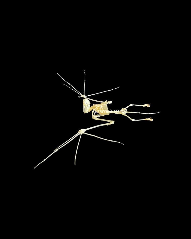 Lesser Bamboo or Lesser Flat-Headed Bat Tylonycteris pachypus Skeleton Spread Real Preserved Taxidermy