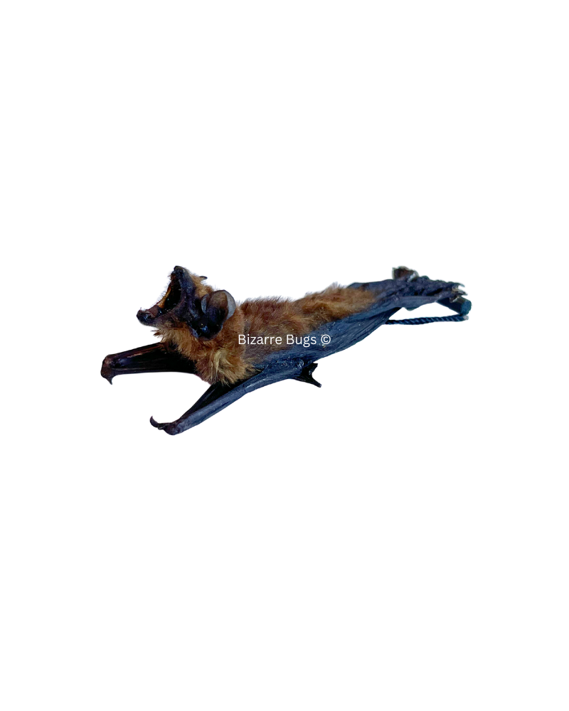 Lesser Bamboo or Lesser Flat-Headed Bat Tylonycteris pachypus Hanging Back Real Preserved Taxidermy