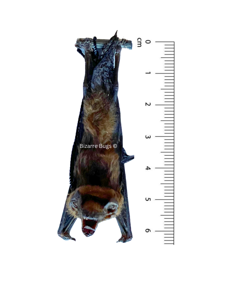 Lesser Bamboo or Lesser Flat-Headed Bat Tylonycteris pachypus Hanging Back Real Preserved Taxidermy