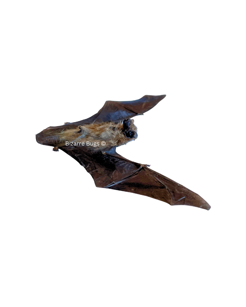 Lesser Bamboo or Lesser Flat-Headed Bat Tylonycteris pachypus Spread Real Preserved Taxidermy Specimen