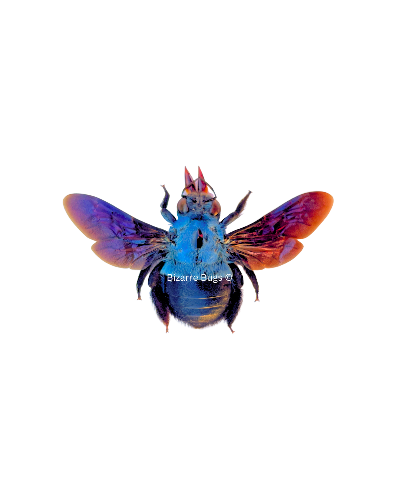 Blue Carpenter Bee Xylocopa caerulea Female Spread Real Insect Blue Carpenter Bee Xylocopa caerulea Female Spread Real Insect