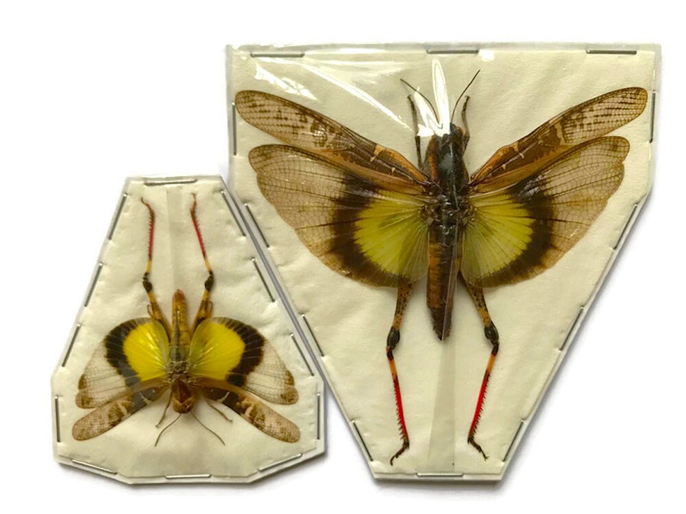 Grasshopper Locust Gastrimargus africanus parvulus Spread Male Real Insect