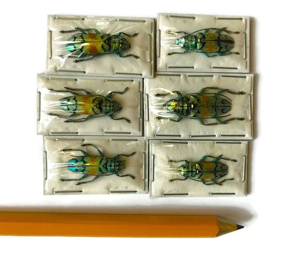 Longhorn Beetle Tmesisternus rafaelae Real Insect Metallic Gold Green A2 Condition