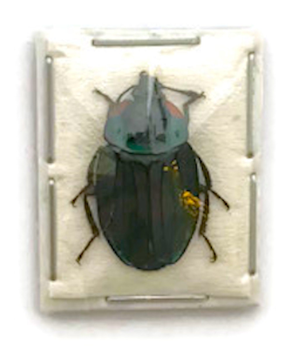 Carrion Burying Beetle Necrophila renatae Real Insect Taxidermy 10 Pack or Single