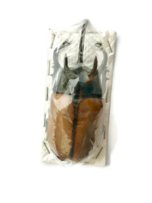 Five-Horned Rhinoceros Beetle Eupatorus gracilicornis Male Real Insect