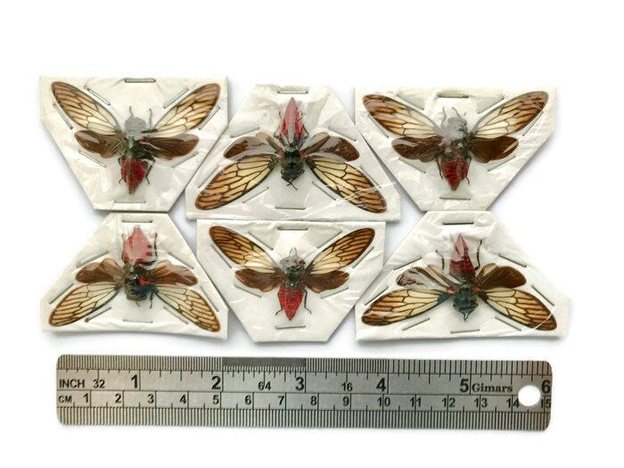 Red Devil Cicada Huechys incarnata Real Insect Spread