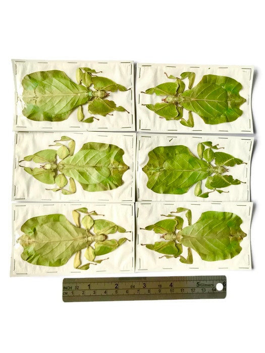 Leaf Insect Phyllium bioculatum pulchrifolium Green Female Real Insect Taxidermy